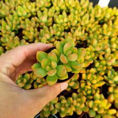 SEDUM ADOLPHII, image , 2 image