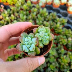 SEDUM CLAVATUM, image , 2 image