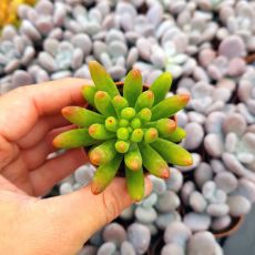 SEDUM PACHYPHYLLUM, image 