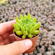 SEMPERVIVUM TECTORUM CV. ODDITY, image _ab__is.image_number.default