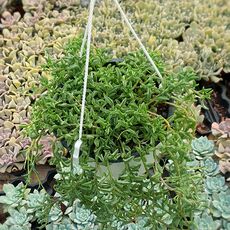 SENECIO PEREGRINUS, image 
