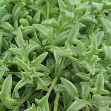 SENECIO PEREGRINUS, image _ab__is.image_number.default