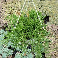 SENECIO RADICANS, image 