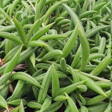 SENECIO RADICANS, image _ab__is.image_number.default