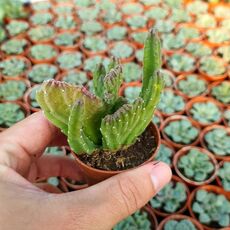 STAPELIA LEENDERTZIAE CRISTATA, image 