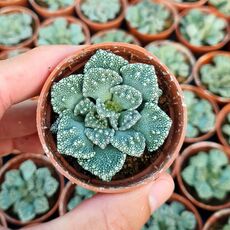 TITANOPSIS CALCAREA, image _ab__is.image_number.default