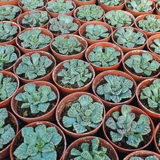 TITANOPSIS CALCAREA, image _ab__is.image_number.default