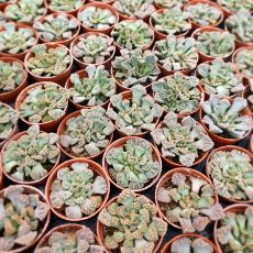 TITANOPSIS CALCAREA, image _ab__is.image_number.default