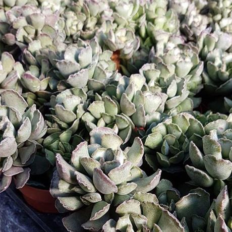 Alle acties en aanbiedingen Nu heel voordelig planten bestellen!