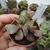 ADROMISCHUS MACULATUS, image _ab__is.image_number.default