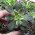 AEONIUM HAWORTHII DREAM COLOR, image , 4 image