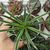 AGAVE GEMINIFLORA, image _ab__is.image_number.default