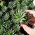 ALOE ARISTATA, image _ab__is.image_number.default