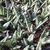 ALOE VARIEGATA, image _ab__is.image_number.default