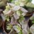 CRASSULA VOLKENSII F. VARIEGATA, image , 2 image
