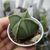 ASTROPHYTUM MYRIOSTIGMA QUADRICOSTATUM VAR. NUDUM, image _ab__is.image_number.default