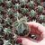 ASTROPHYTUM ORNATUM, image 