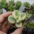 COTYLEDON LADISMITHIENSIS VARIEGATA, image _ab__is.image_number.default