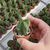 CRASSULA BUDDHA'S TEMPLE, image , 2 image