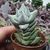 CRASSULA DECEPTOR, image 