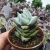 CRASSULA DECEPTOR, image _ab__is.image_number.default