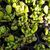 CRASSULA OVATA GOLLUM, image , 5 image