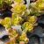 CRASSULA OVATA HUMMEL'S SUNSET, image , 2 image