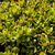 CRASSULA OVATA, image _ab__is.image_number.default