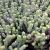 CRASSULA RUPESTRIS HOTTENTOT, image , 3 image