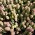 CRASSULA RUPESTRIS HOTTENTOT, image , 4 image