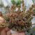 CRASSULA SETULOSA, image _ab__is.image_number.default