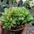 ECHEVERIA AGAVOIDES CRISTATA, image _ab__is.image_number.default