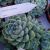 ECHEVERIA ALBICANS, image _ab__is.image_number.default