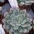 ECHEVERIA APUS, image _ab__is.image_number.default