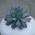 ECHEVERIA APUS, image , 3 image