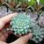 ECHEVERIA BLUE ELF, image _ab__is.image_number.default