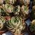 ECHEVERIA BROWN ROSE, image _ab__is.image_number.default