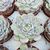 ECHEVERIA CHIHUAHUAENSIS, image _ab__is.image_number.default