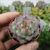 ECHEVERIA CHIHUAHUENSIS, image , 4 image