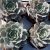 ECHEVERIA CLARA, image _ab__is.image_number.default