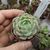 ECHEVERIA ELEGANS, image , 6 image