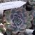 ECHEVERIA HERCULES, image _ab__is.image_number.default