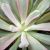 ECHEVERIA HOVEYI VARIEGATA, image _ab__is.image_number.default