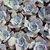 ECHEVERIA LILACINA, image 