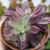 ECHEVERIA NODULOSA, image _ab__is.image_number.default