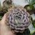ECHEVERIA ORION, image , 2 image