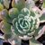 ECHEVERIA RAINDROPS, image _ab__is.image_number.default