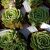 ECHEVERIA RAMILETTE, image _ab__is.image_number.default