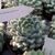 ECHEVERIA SETOSA DEMINUTA, image _ab__is.image_number.default