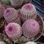 ECHINOCEREUS RIGIDISSIMUS RUBRISPINUS, image _ab__is.image_number.default